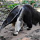 &copy; Fernando Allen / WWF Paraguay