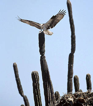 An osprey (Pandion haliaetus) lands on a cactus next to its nest on Tiburón Island, Sonora, Gulf of ... / ©: Edward Parker / WWF-Canon An osprey (Pandion haliaetus) lands on a cactus next to its nest on Tiburón Island, Sonora, Gulf of ... / ©: Edward Parker / WWF-Canon