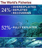 52% of the world's fisheries are fully exploited / ©: WWF 52% of the world's fisheries are fully exploited / ©: WWF