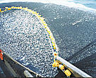 Overfishing