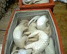 Illegal trade in Asian pangolin meat and scales has caused the scaly anteaters to disappear from large swathes of Cambodia, Viet Nam and Lao PDR.