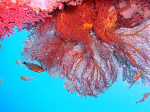 New Coral Reef discovered in Thailand, Feb 2006 / ©: WWF / Songpol Tippayawong / ©: WWF / Songpol Tippayawong