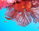 New Coral Reef discovered in Thailand, Feb 2006