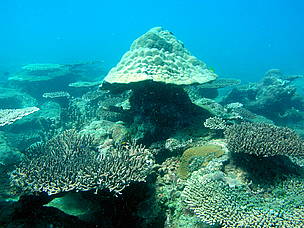 Novi koralni greben otkriven na Tajlandu u Februaru 2006. / ©: WWF / Songpol Tippayawong / ©: WWF / Songpol Tippayawong