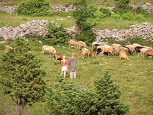Stočarstvo / ©: Jasminka Radović, DZZP / ©: Jasminka Radović, DZZP