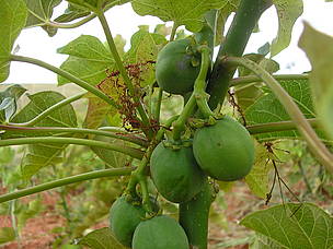 Fruits / Agrifuel / ©: WWF / Irina Randriantiana Fruits / Agrifuel / ©: WWF / Irina Randriantiana