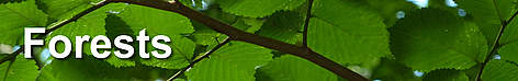 Where WWF works: forests / ©: WWF rel=