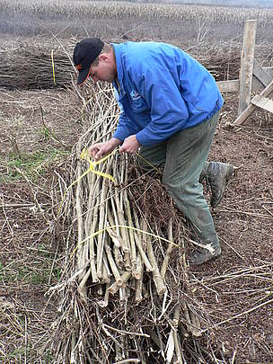 Cutting invasive Amorpha plants near the Tisza River in Hungary to restore wetlands and produce ... / ©: Csaba Vaszko / ©: Csaba Vaszko