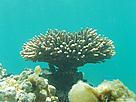 / &copy;: WS/WWF-UAE Project Office