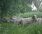 The herd of Ukrainian gray cattle in their new home.