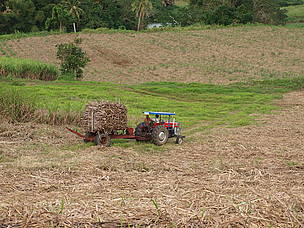 Leaving cane offcuts on the fields rather than burning helps reduce soil erosion. / ©: Ryan Collins / WWF-SPPO / ©: Ryan Collins / WWF-SPPO