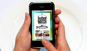 Monterey Bay Aquarium Seafood App for the iPhone / ©: Monterey Bay Aquarium / ©: Monterey Bay Aquarium