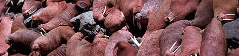 Pacific walrus (Odobenus rosmarus divergens) group sunning themselves. Walrus Island, Pribilof, ... / ©: Y.-J. Rey-Millet / WWF-Canon Pacific walrus (Odobenus rosmarus divergens) group sunning themselves. Walrus Island, Pribilof, ... rel=