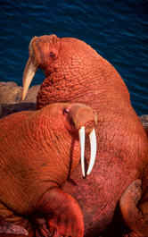 Pacific walrus (Odobenus rosmarus divergens), Bering Sea. / ©: WWF-Canon / Kevin SCHAFER / ©: WWF-Canon / Kevin SCHAFER
