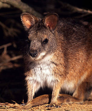 An Australian relative of the dusky pademelon. Here, red-necked pademelon (Thylogale thetis), ... / ©: WWF-Canon / Martin HARVEY / ©: WWF-Canon / Martin HARVEY