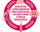 Forests and climate are intrinsically linked.