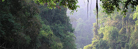 The Greater Annamites or Truong Son mountains on the border of Vietnam and Laos provide the habitat ... / ©: WWF Greater Mekong Programme rel=