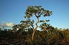 Cerrado trees have characteristic twisted trunks covered by thick bark, which protects them from ... / ©: Zig Koch / ©: Zig Koch