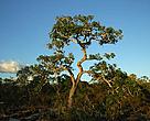 <i>Cerrado</i> landscape