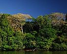 Forest at Juruena river margin