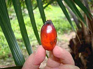 The fruit of the oil palm yields palm oil, which is used in the manufacture of many food and ... / ©: WWF Central America / Cinthya Flores / ©: WWF Central America / Cinthya Flores