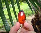 The fruit of the oil palm yields palm oil, which is used in the manufacture of many food and non-food products. 