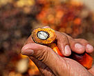 Person holding palm tree fruit collected for the palm oil industry, Sabah, Borneo, Malaysia.
