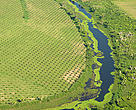 Plantación de Palma de Aceite en el Arrecife Mesoamericano.