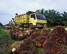 WWF will assess the world’s major users of palm oil over the next six months and publish a Palm Oil Buyer’s Scorecard. 