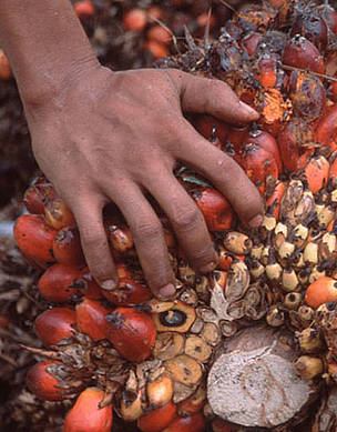 Palm oil. / ©: WWF-Canon / Alain COMPOST / ©: WWF-Canon / Alain COMPOST