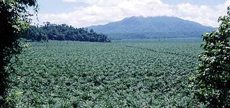 Monoculture plantation, New Guinea, surrounded by natural forest. / ©: WWF-Paul Chatteron rel=