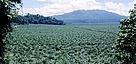 Monoculture plantation, New Guinea, surrounded by natural forest. / ©: WWF-Paul Chatteron / ©: WWF-Paul Chatteron