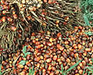 Palm oil (Sawi palm) plantation, harvest. Lampung, Sumatra, Indonesia