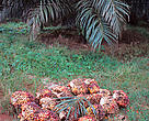 First harvest palm oil in Sembuluh, Central Kalimantan (Indonesian Borneo), Indonesia