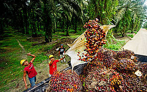 Palm fruit, having been harvested is piled up in order to be weighed. / ©: James Morgan / WWF International / ©: James Morgan / WWF International
