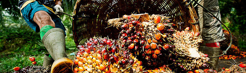 Collection of palm oil fruit / ©: James Morgan / WWF International / ©: James Morgan / WWF International