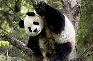   / &copy;: WWF-Canon / Bernard DE WETTER