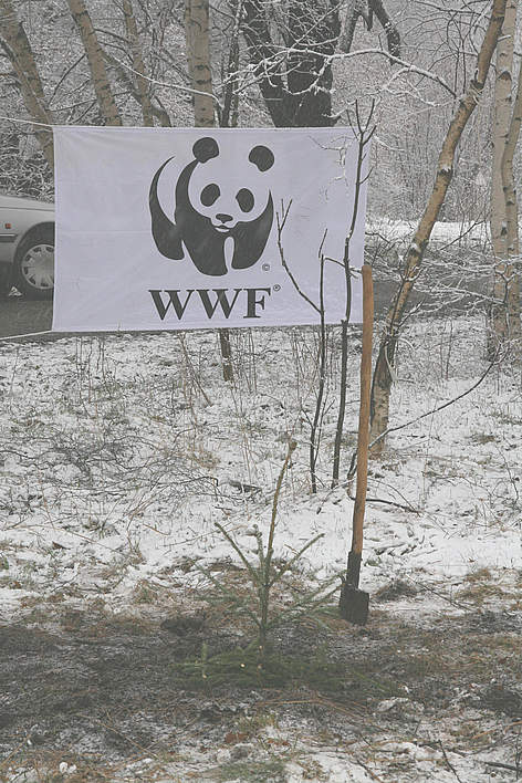 Витоша е новия дом за много Коледни елхи в саксия / ©: WWF/Konstantin Ivanov christmas trees planting / ©: WWF/Konstantin Ivanov