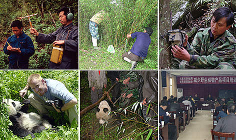 Clockwise from top right: 1. Yang Qing-An and Yong Yan-Ge using radio tracking to follow pandas in ... / ©: WWF / George B. SCHALLER, WWF China, Colby Loucks Monitoring and patrolling rel=