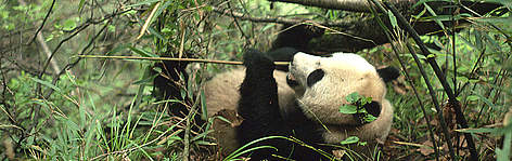 Panda in Qin Ling Mountains. rel=