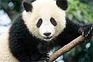  / &copy;: WWF-Canon / Michel Gunther