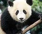 Giant panda (<I>Ailuropoda melanoleuca</I>).<BR>