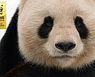 AILUROPODA MELANOLEUCA
Head portrait of Giant panda (Ailuropoda melanoleuca).
