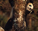 Ailuropoda melanoleuca Giant panda in a tree. Wolong Research Centre, Sichuan Province,