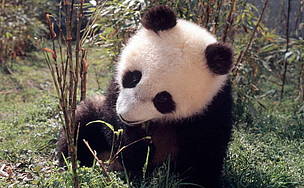 Giant Panda, 8 months old Male born 5.10.1994 Wolong, China May 1995 / ©: WWF-Canon / Susan A. MAINKA / ©: WWF-Canon / Susan A. MAINKA