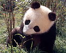 Giant Panda, 8 months old Male born 5.10.1994 Wolong, China May 1995