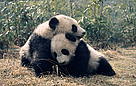  / &copy;: WWF-Canon / Susan A. MAINKA