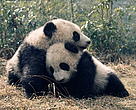 Ailuropoda melanoleuca. Two giant pandas DA DI and JIA LIN play together at the Wolong Research & Breeding Centre