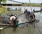 An Asian catfish harvest. Global sustainability standards governing Asian catfish farming now are in the final stage of development.