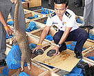 Thai authorities confiscate an illegal shipment of 245 pangolins and 64 freshwater turtles at Bangkok's Don Muang Airport.